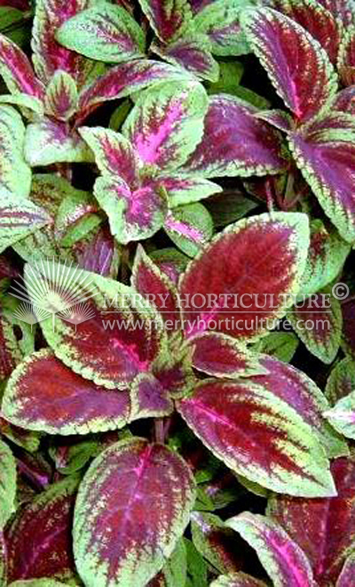 Coleus blumei